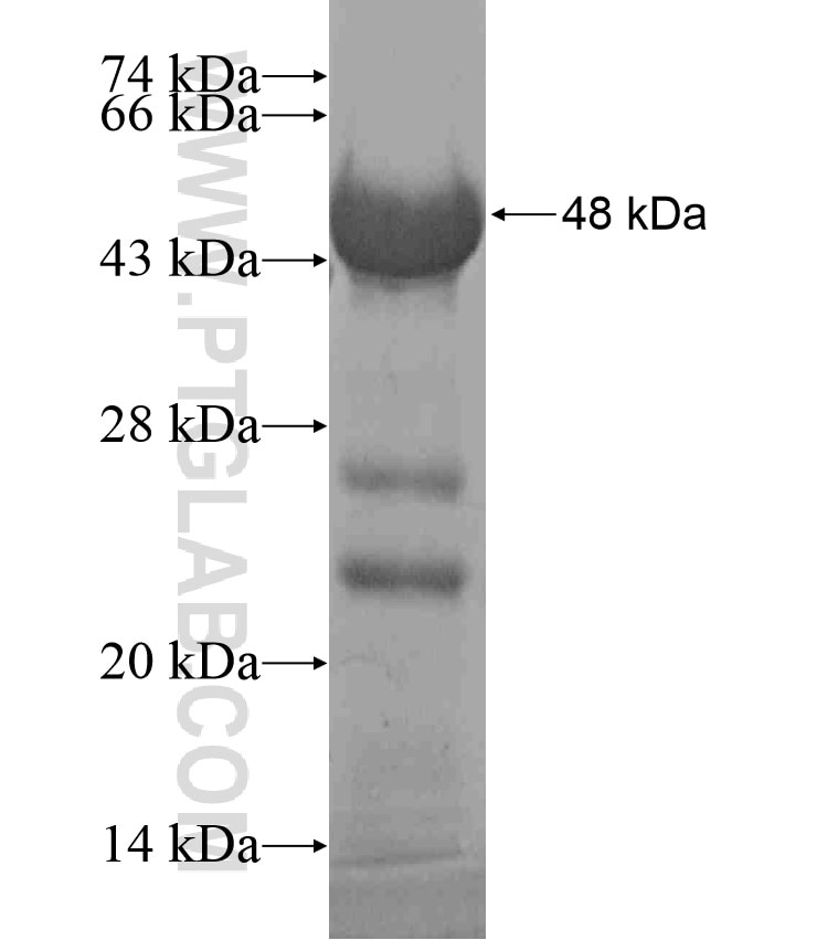 SCAND3 fusion protein ag17408 SDS-PAGE