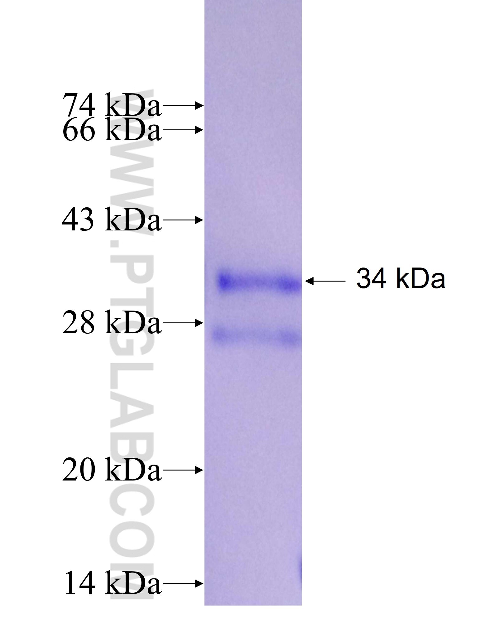 SEPX1 fusion protein ag7391 SDS-PAGE