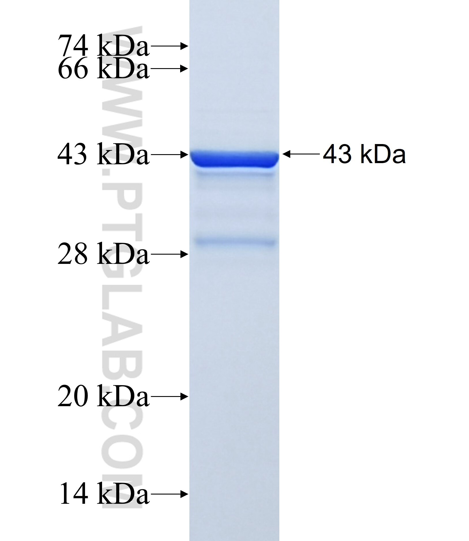 SESN1 fusion protein ag16462 SDS-PAGE