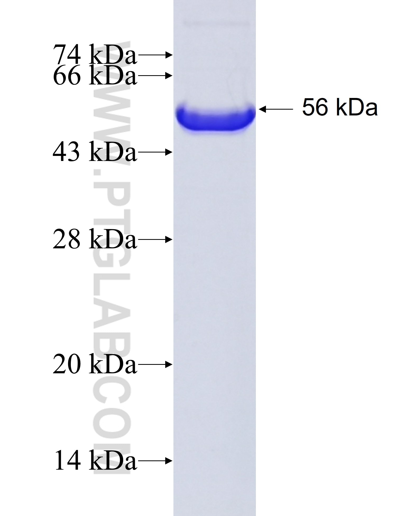 SFPQ fusion protein ag7181 SDS-PAGE