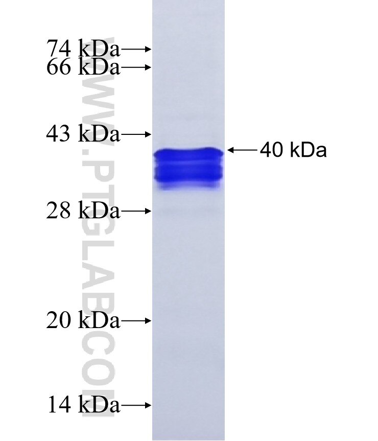 SFRS5 fusion protein ag8988 SDS-PAGE