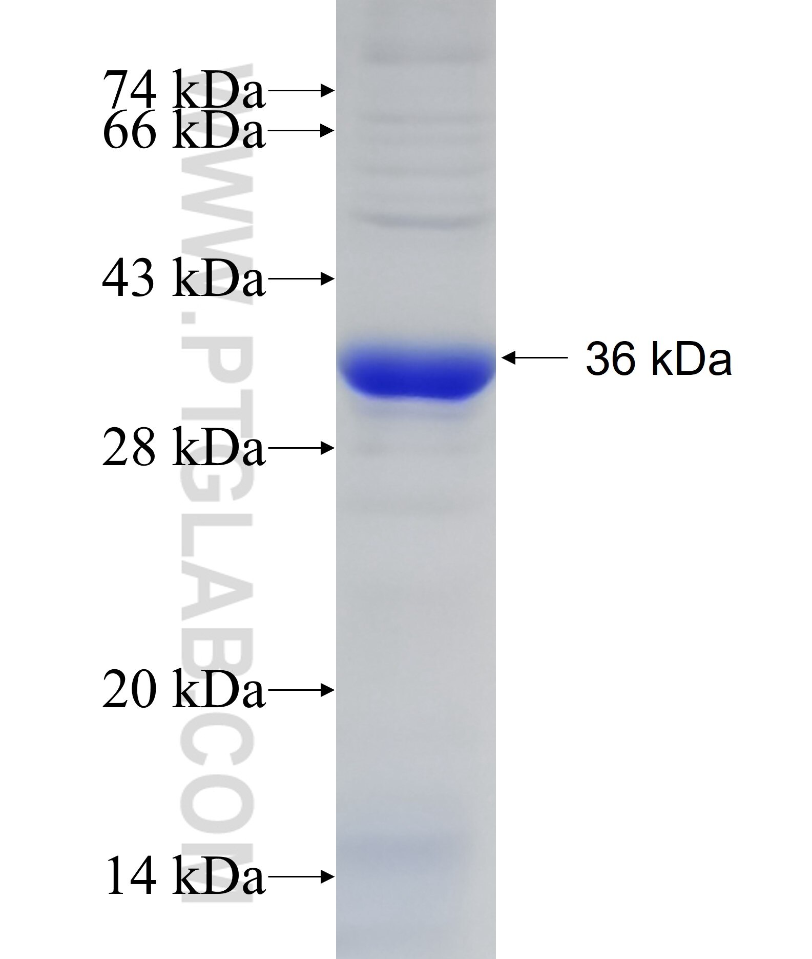 SGCG fusion protein ag12402 SDS-PAGE
