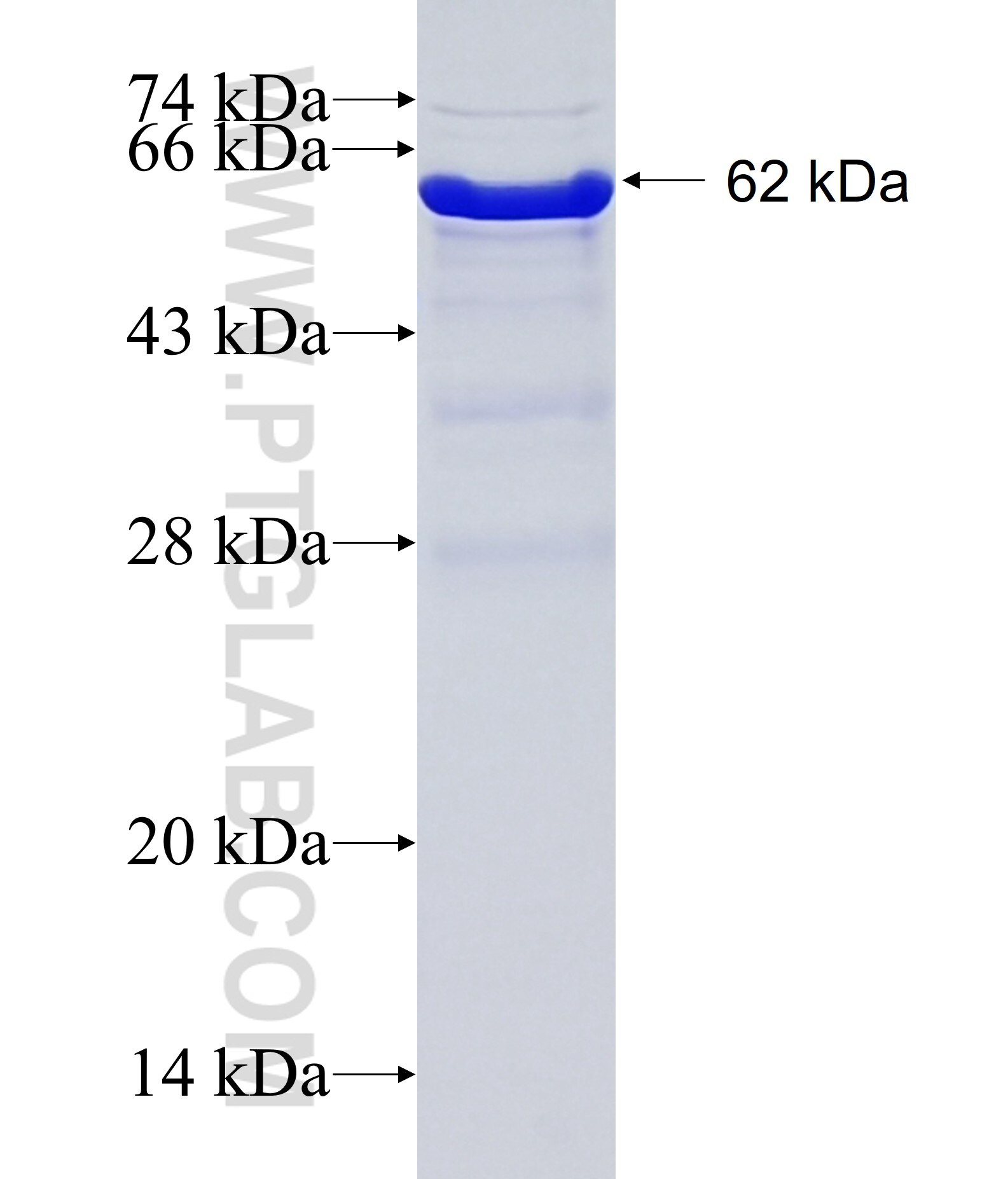 SHC4 fusion protein ag3336 SDS-PAGE