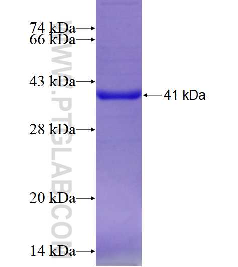 SIGLEC9 fusion protein ag4201 SDS-PAGE
