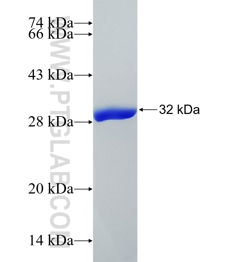 SLC16A7 fusion protein ag14201 SDS-PAGE