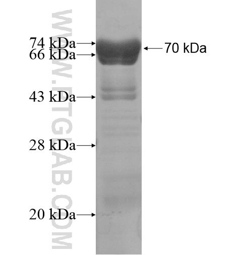 SLC4A1AP fusion protein ag16062 SDS-PAGE