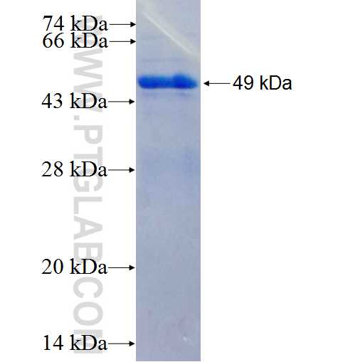 SMAD1 fusion protein ag0701 SDS-PAGE