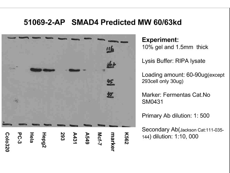 SMAD4 WB 51069-2-AP SMAD4 Antibody DPC4; JIP; MADH4