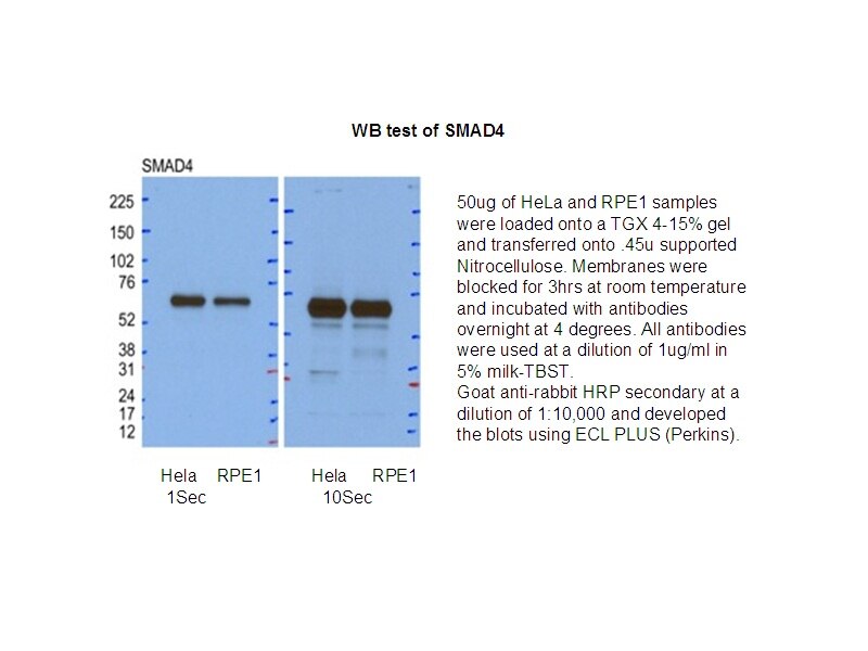 SMAD4 WB 51069-2-AP SMAD4 Antibody DPC4; JIP; MADH4