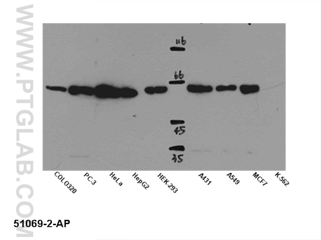 SMAD4 WB 51069-2-AP SMAD4 Antibody DPC4; JIP; MADH4