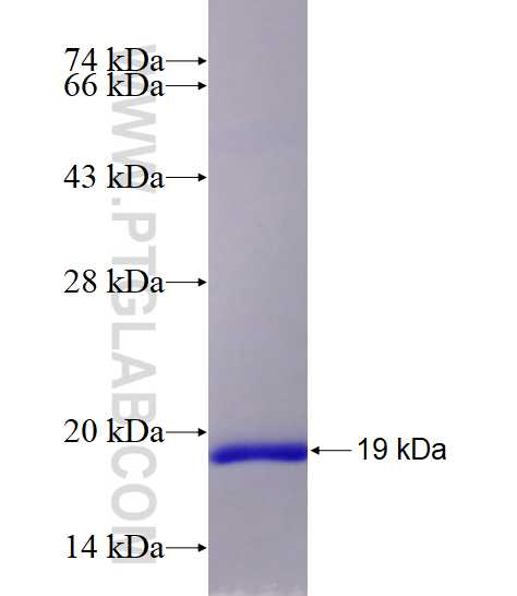 SNAPIN fusion protein ag5978 SDS-PAGE