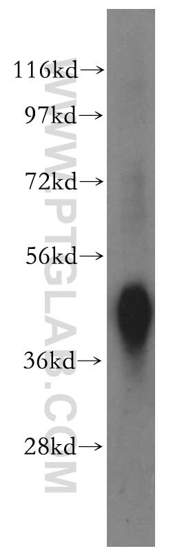 SPARC western blot WB 15274-1-AP SPARC Antibody SPARC;ON ;Osteonectin; BM-40