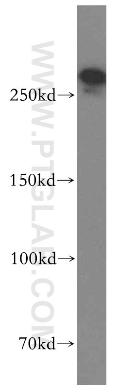 SPTBN1-Specific western blot WB 19722-1-AP SPTBN1-Specific Antibody ELF; SPTB2; betaSpII
