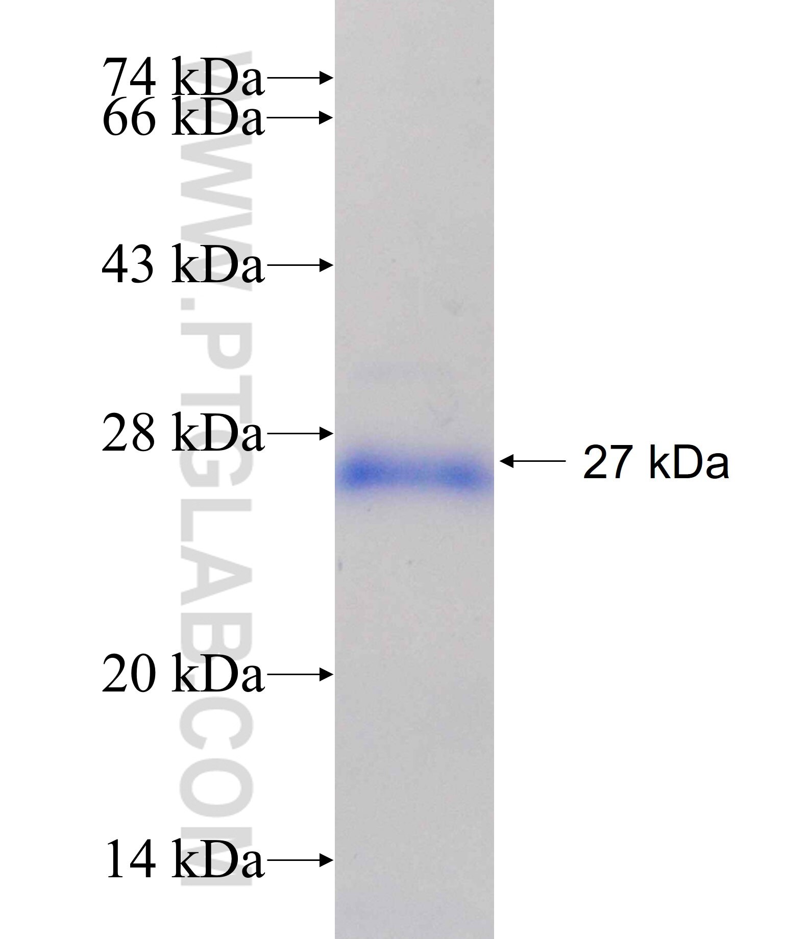 SRGAP2 fusion protein ag19412 SDS-PAGE
