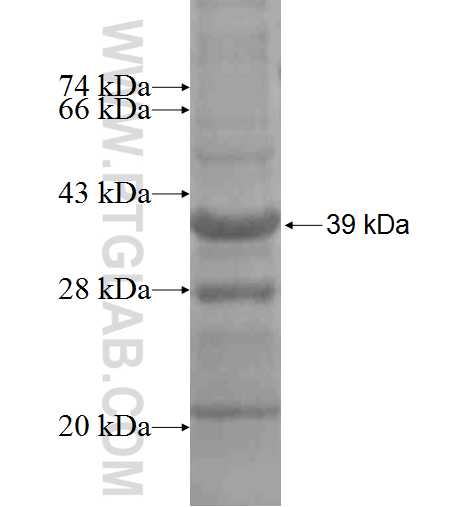 SRPX2 fusion protein ag8084 SDS-PAGE