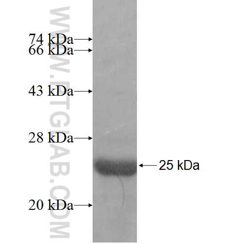 SSX3 fusion protein ag8613 SDS-PAGE