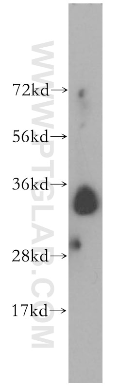 STC2 western blot WB 10314-1-AP STC2 Antibody STC-2; STCRP