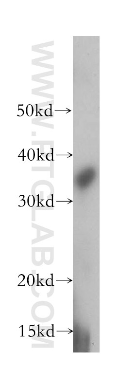 STX17 western blot WB 17815-1-AP STX17 Antibody FLJ20651; MGC102796; MGC126613; MGC126615
