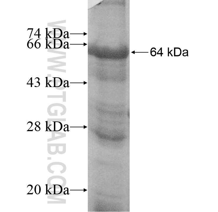 STX19 fusion protein ag10995 SDS-PAGE