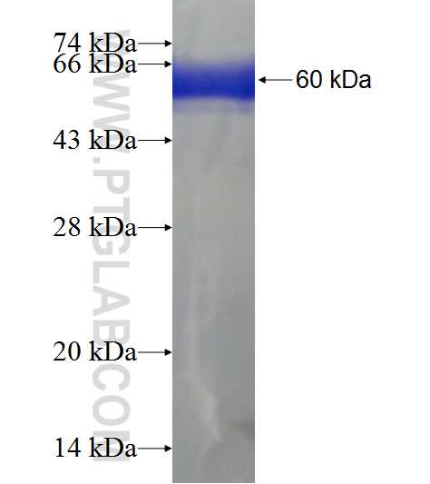 STX4 fusion protein ag6973 SDS-PAGE