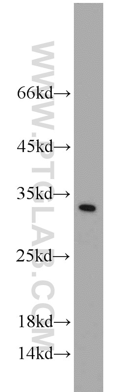 SYNGR1 western blot WB 10432-1-AP SYNGR1 Antibody MGC:1939