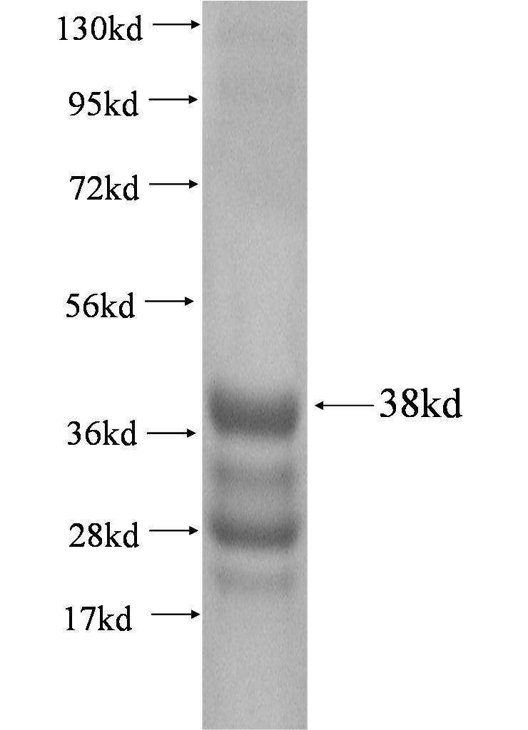 Sprr2i fusion protein ag0429 SDS-PAGE