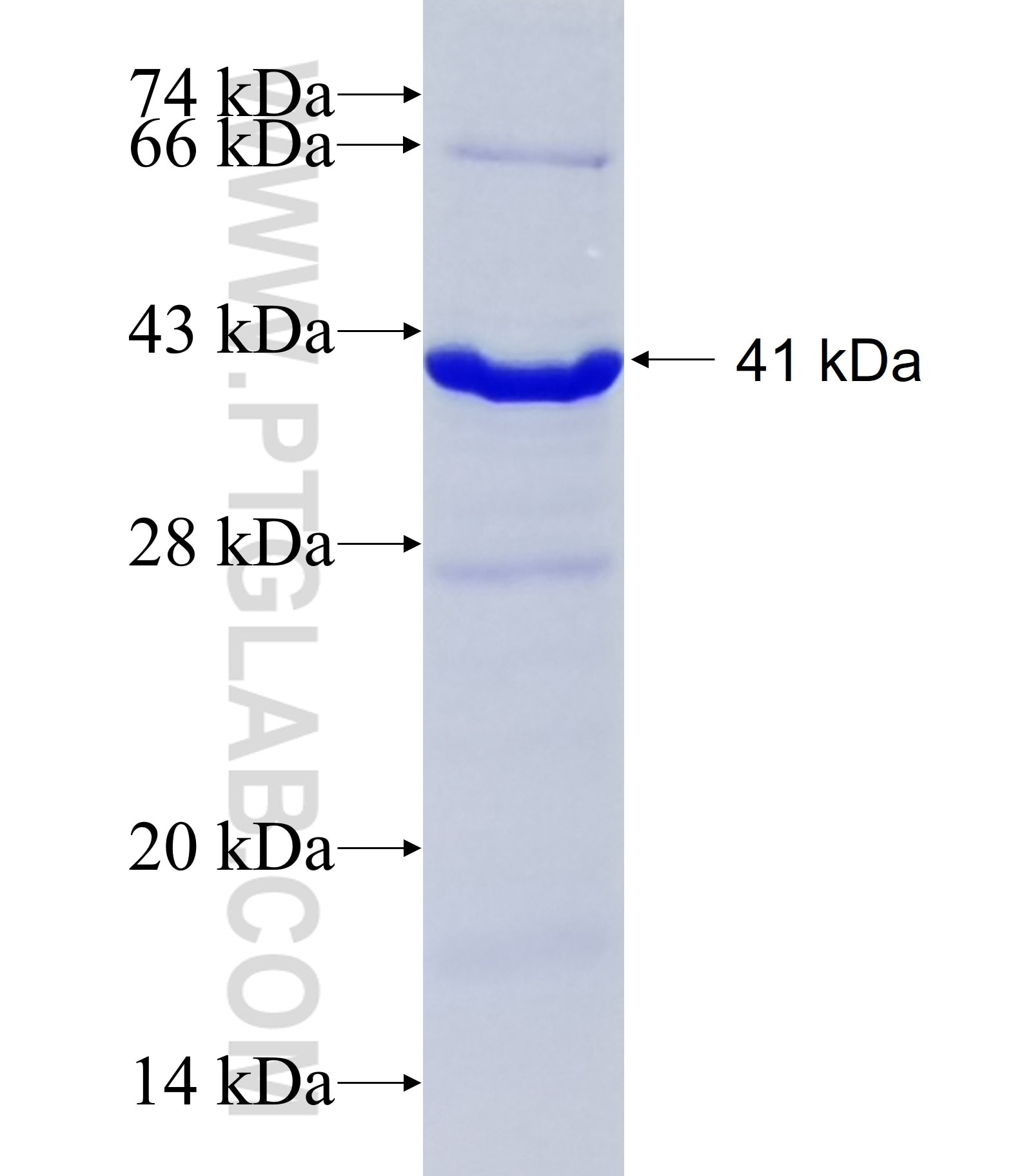 TAF1A fusion protein ag8059 SDS-PAGE
