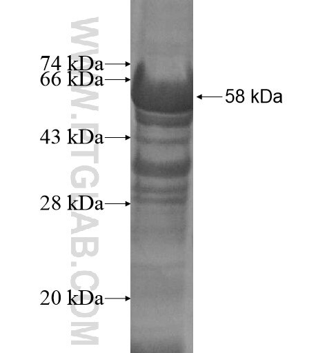 TAF3 fusion protein ag13536 SDS-PAGE