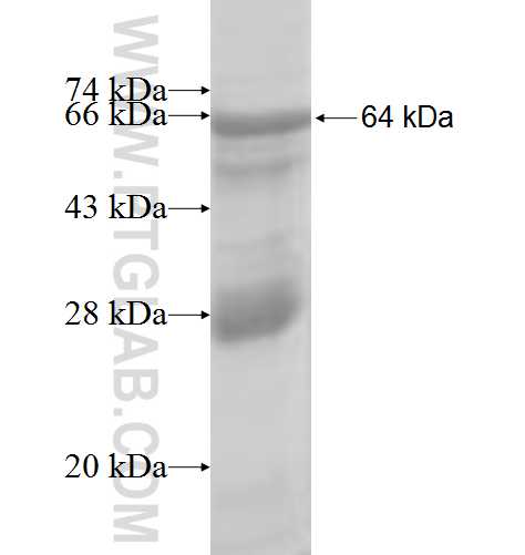 TAF6L fusion protein ag8180 SDS-PAGE