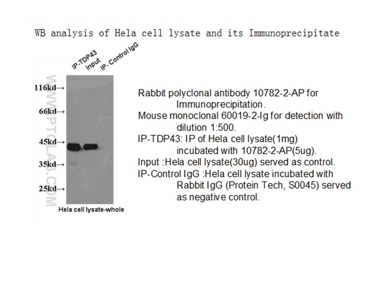 TARDBP IP 10782-2-AP TARDBP Antibody ALS10; TDP-43; Tdp43