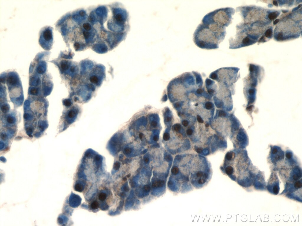 Immunohistochemistry of paraffin-embedded mouse pancreas using TARDBP Antibody 12892-1-AP (under 40x lens) TARDBP IHC Immunohistochemistry 12892-1-AP TARDBP Antibody ALS10; TDP-43; Tdp43
