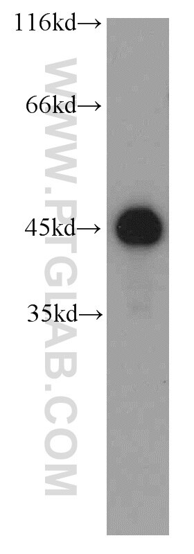 K-562 cells were subjected to SDS PAGE followed by western blot with TARDBP Antibody 12892-1-AP TARDBP western blot WB 12892-1-AP TARDBP Antibody ALS10; TDP-43; Tdp43