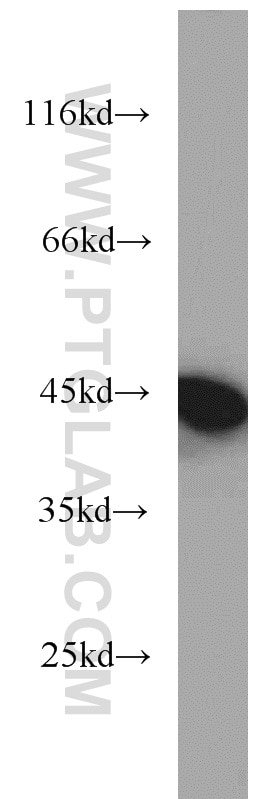 HeLa cells were subjected to SDS PAGE followed by western blot with TARDBP Antibody 12892-1-AP TARDBP western blot WB 12892-1-AP TARDBP Antibody ALS10; TDP-43; Tdp43