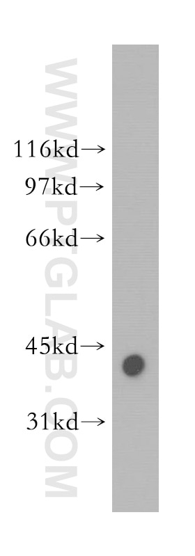 K-562 cells were subjected to SDS PAGE followed by western blot with TARDBP Antibody 12892-1-AP TARDBP western blot WB 12892-1-AP TARDBP Antibody ALS10; TDP-43; Tdp43