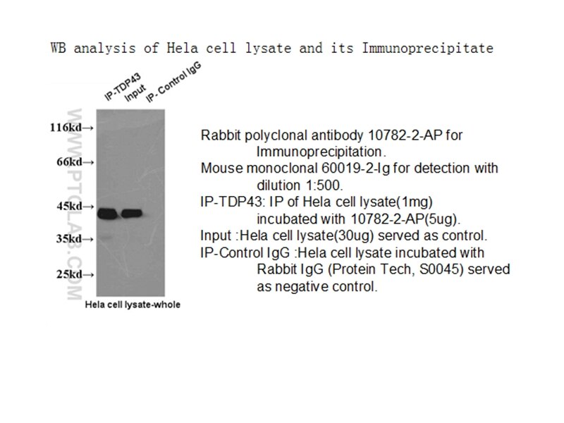 TARDBP WB 60019-2-Ig TARDBP Antibody TARDBP;ALS10;TDP-43;Tdp43 ;TDP 43
