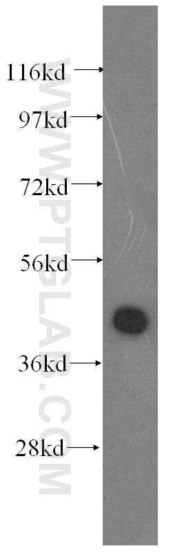 TARDBP western blot WB 60019-2-Ig TARDBP Antibody TARDBP;ALS10;TDP-43;Tdp43 ;TDP 43