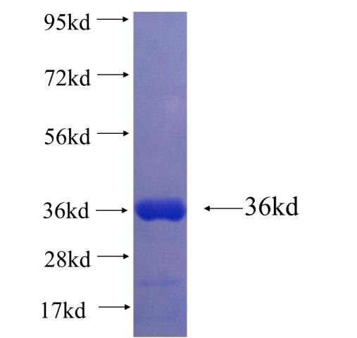 TARDBP fusion protein ag1833 SDS-PAGE