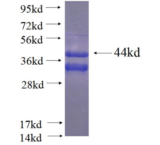 TARDBP fusion protein ag4003 SDS-PAGE
