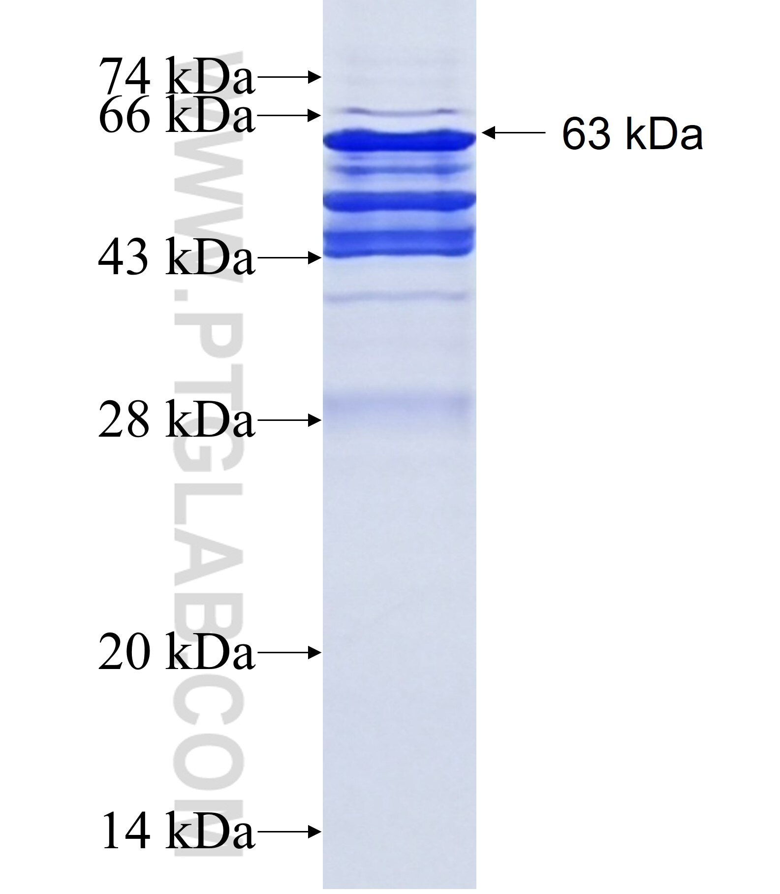 TCF19 fusion protein ag5864 SDS-PAGE
