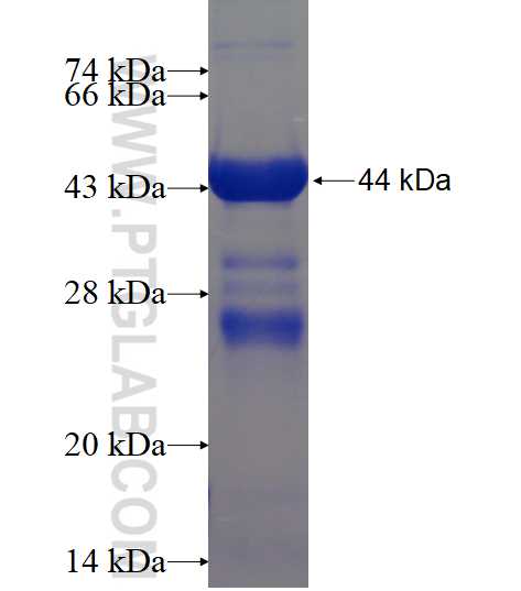 TCF3 fusion protein ag15734 SDS-PAGE