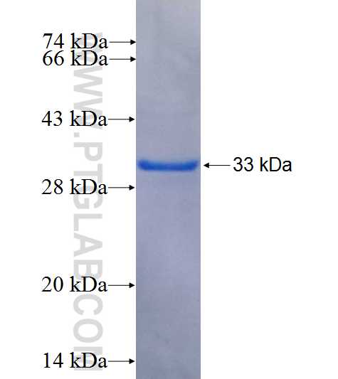 TEAD1 fusion protein ag4082 SDS-PAGE