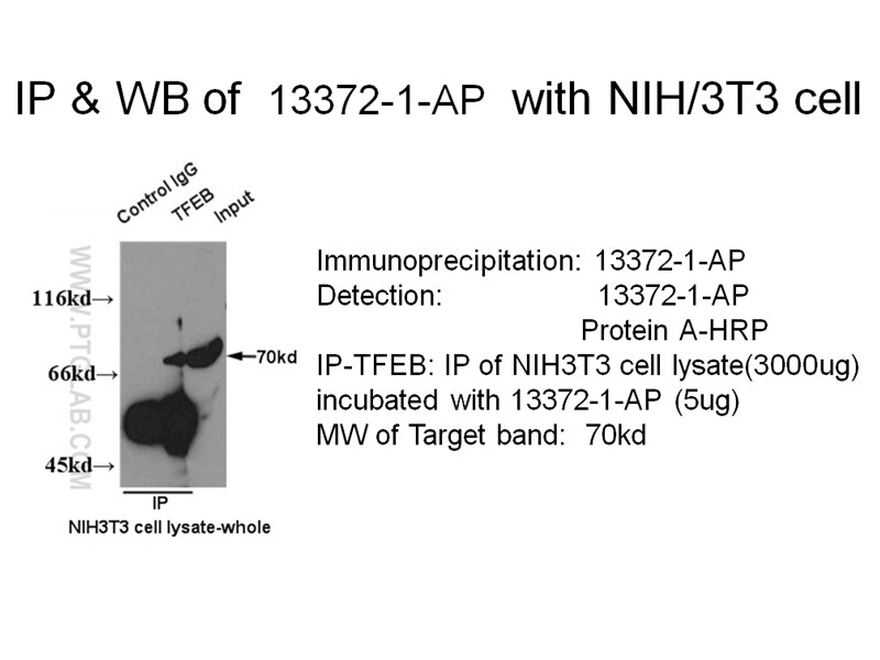TFEB IP 13372-1-AP TFEB Antibody AlphaTFEB; TCFEB; bHLHe35