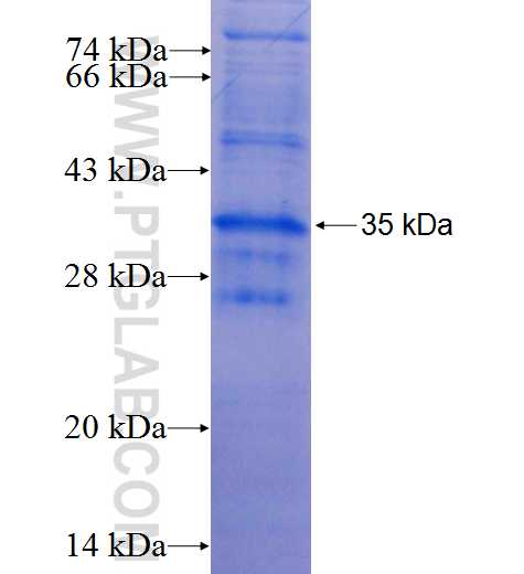 TFF3 fusion protein ag2456 SDS-PAGE