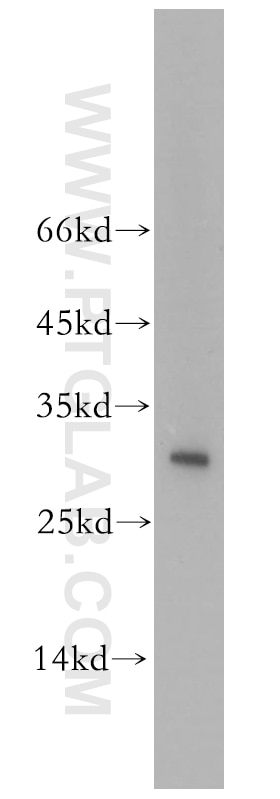 HEK-293 cells were subjected to SDS PAGE followed by western blot with 12584-1-AP(THAP1 Antibody) at dilution of 1:800 THAP1 western blot WB 12584-1-AP THAP1 Antibody FLJ10477; MGC33014