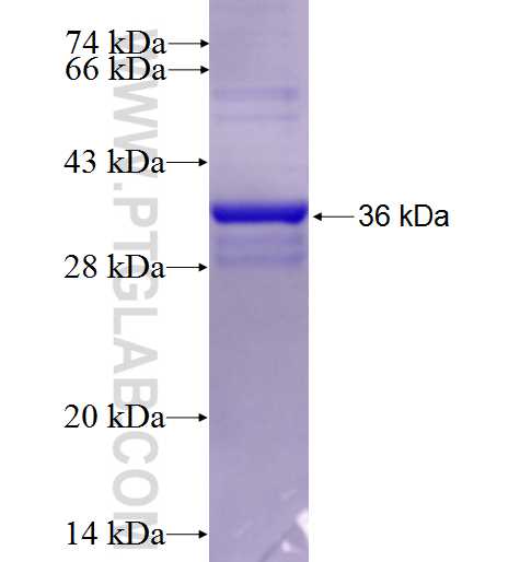 TIMM9 fusion protein ag2050 SDS-PAGE