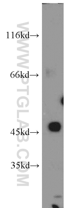 TMEFF2 western blot WB 11928-1-AP TMEFF2 Antibody HPP1; TENB2; TPEF; TR