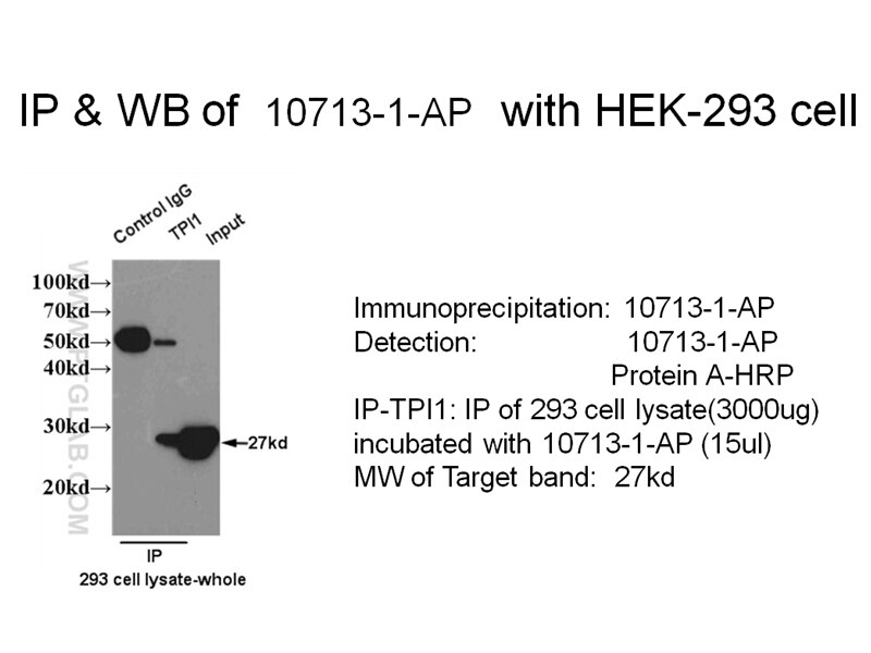 IP result of anti-TPI1 (10713-1-AP for IP and Detection) with 293 cell lysate. TPI1 IP 10713-1-AP TPI1 Antibody MGC88108; TPI