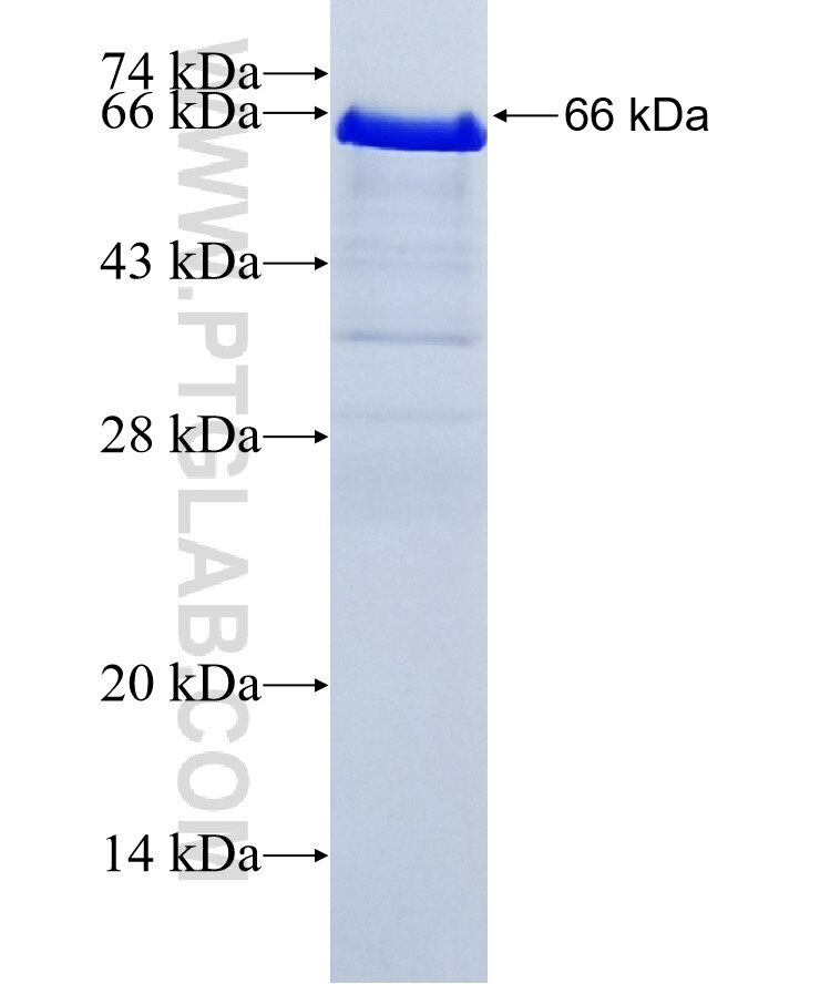 KAP1 fusion protein ag7350 SDS-PAGE