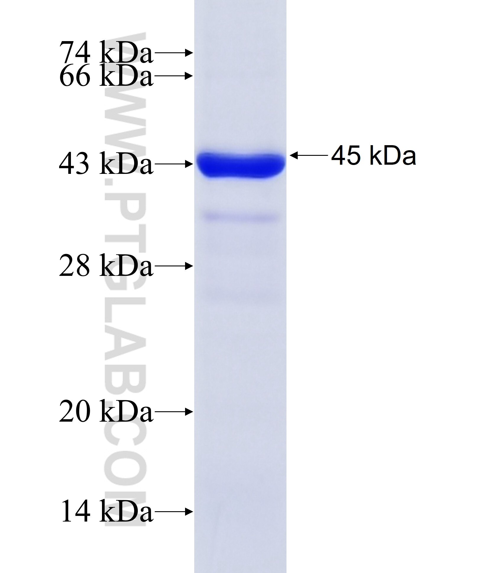 TRPA1 fusion protein ag18685 SDS-PAGE