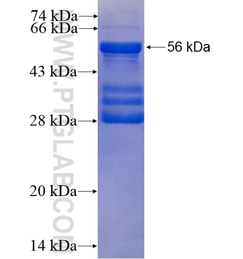 TRPC4 fusion protein ag15698 SDS-PAGE
